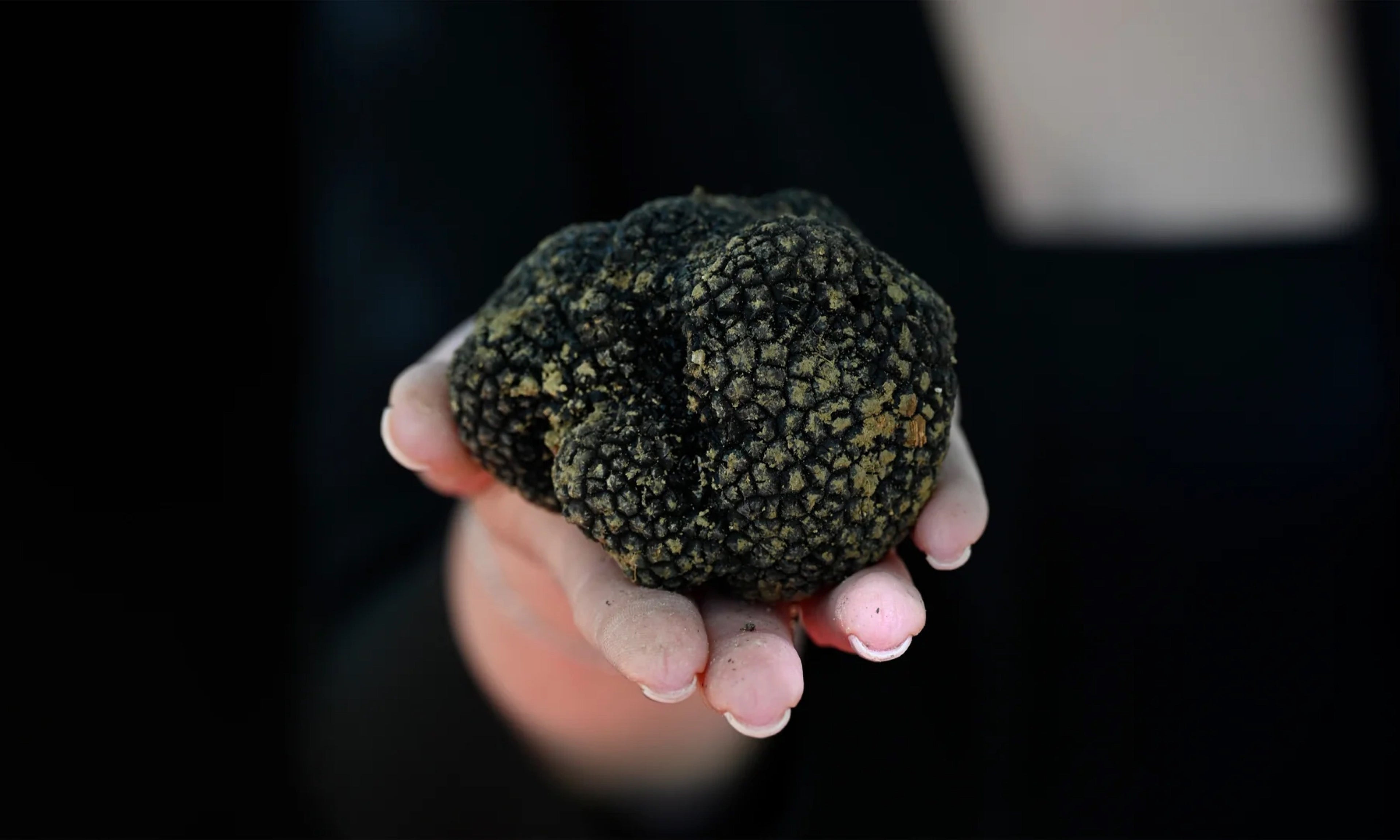 The Truffle: Luxury, Mystery, and a Thousand Years of Fascination