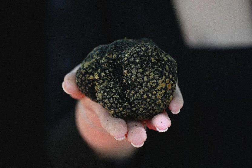 Truffles Guide: Types, Uses & Pairings | La Spora Truffles – La Spora ...