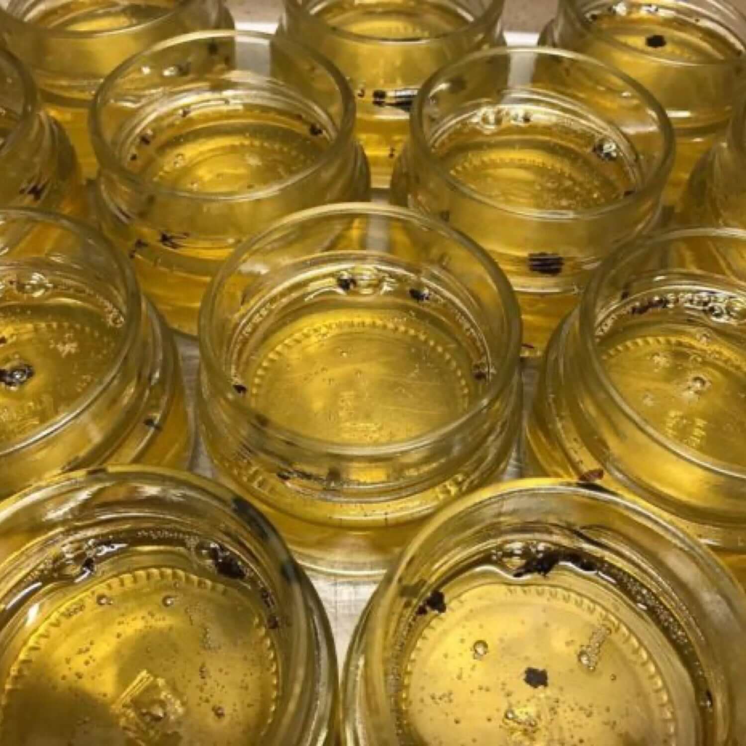 La Spora Truffle-Flavored Honey